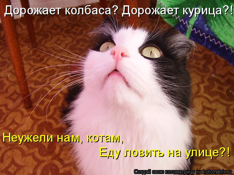Котоматрица: Дорожает колбаса? Дорожает курица?! Неужели нам, котам, Еду ловить на улице?!