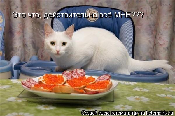 Котоматрица: Это что, действительно всё МНЕ???