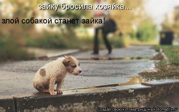 зайку бросила хозяйка... злой собакой станет зайка!... Котоматрица: зайку бросила хозяйка... злой собакой станет зайка!