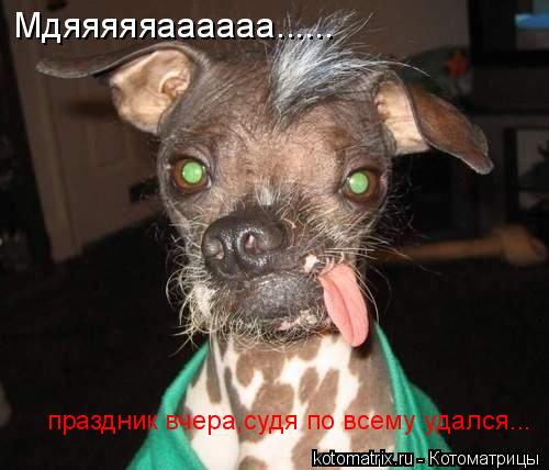 Мдяяяяяаааааа...... праздник вчера,судя по всему удался...... Котоматрица: Мдяяяяяаааааа...... праздник вчера,судя по всему удался...