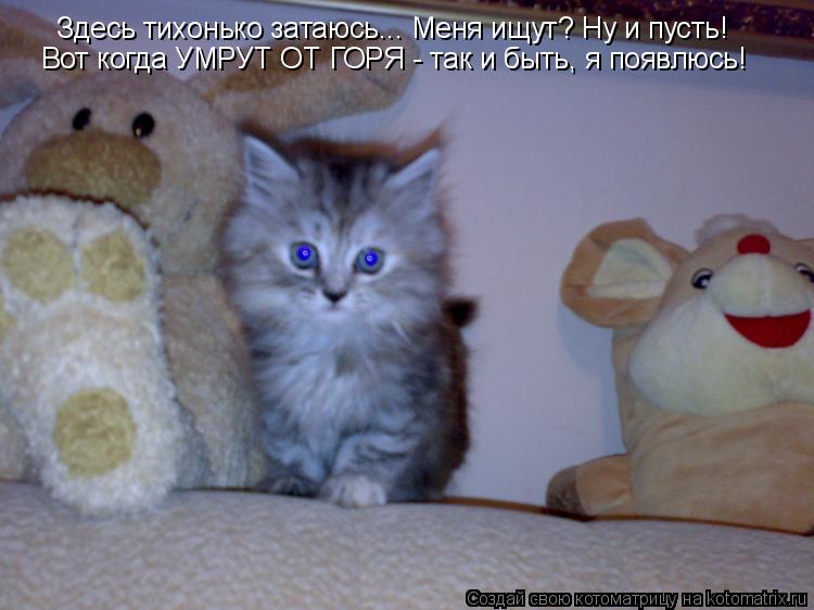 Здесь тихонько затаюсь... Меня ищут? Ну и пусть! Вот когда УМРУТ ОТ ГОРЯ - так и быть, я появлюсь!... Котоматрица: Здесь тихонько затаюсь... Меня ищут? Ну и пусть! Вот когда УМРУТ ОТ ГОРЯ - так и быть, я появлюсь!