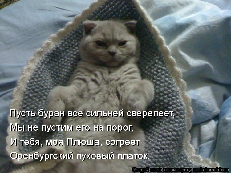 Пусть буран все сильней сверепеет, Мы не пустим его на порог, И тебя, моя Плюша, согреет Оренбургский... Котоматрица: Пусть буран все сильней сверепеет, Мы не пустим его на порог, И тебя, моя Плюша, согреет Оренбургский пуховый платок.