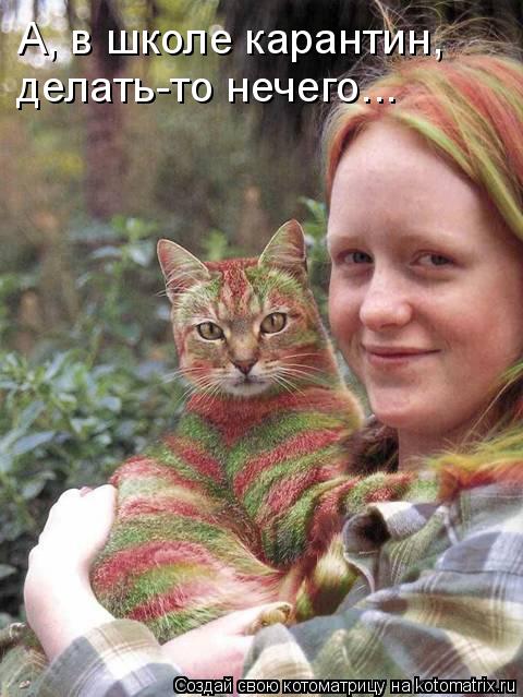 Котоматрица: А, в школе карантин, делать-то нечего...