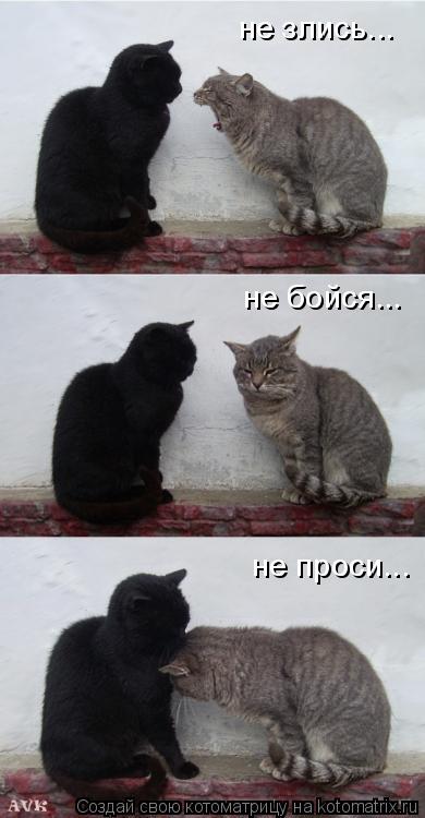 Котоматрица: не злись... не бойся... не проси...