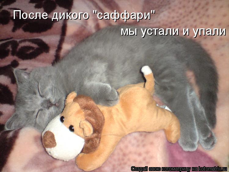 Котоматрица: После дикого "саффари" мы устали и упали