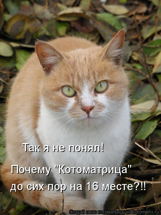 Котоматрица: Так я не понял! Почему "Котоматрица" до сих пор на 16 месте?!!