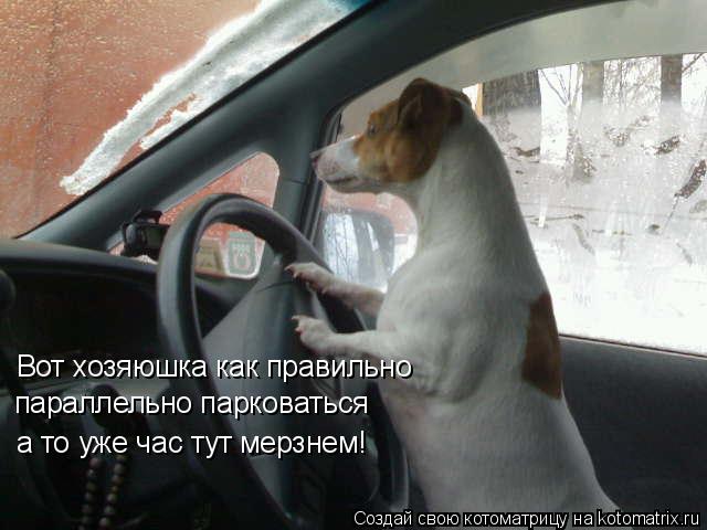 Котоматрица: Вот хозяюшка как правильно  а то уже час тут мерзнем! параллельно парковаться