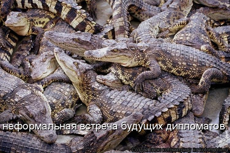 неформальная встреча будущих дипломатов.... Котоматрица: неформальная встреча будущих дипломатов.
