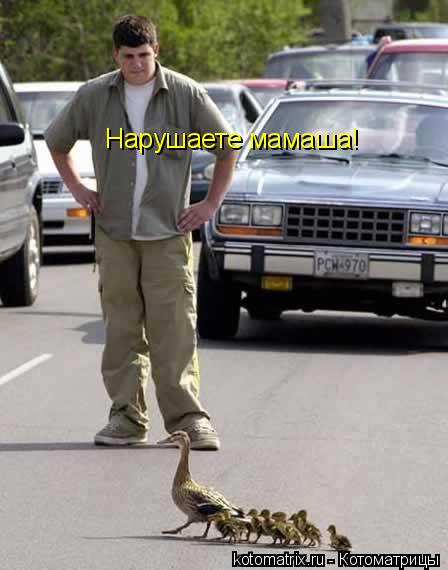 Нарушаете мамаша!... Котоматрица: Нарушаете мамаша!