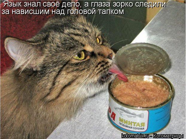 Язык знал своё дело, а глаза зорко следили за нависшим над головой тапком... Котоматрица: Язык знал своё дело, а глаза зорко следили за нависшим над головой тапком
