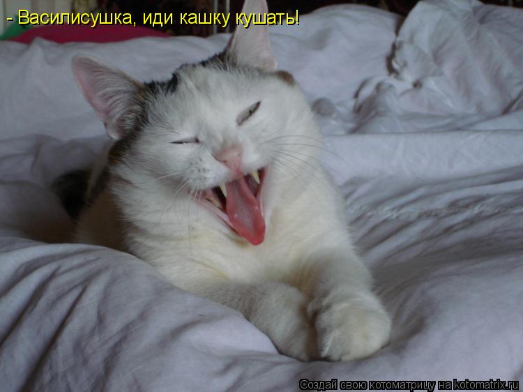Котоматрица: - Василисушка, иди кашку кушать!