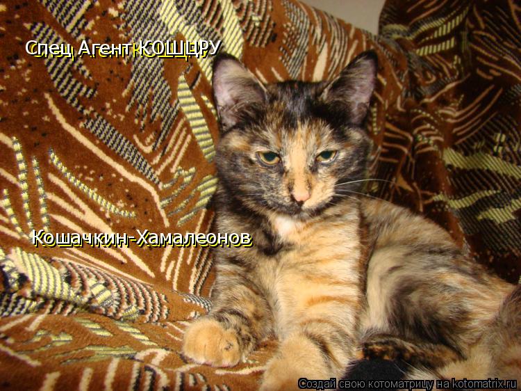 Котоматрица: Спец Агент КОШЦРУ  Кошачкин-Хамалеонов Кошачкин-Хамалеонов Спец Агент КОШЦРУ