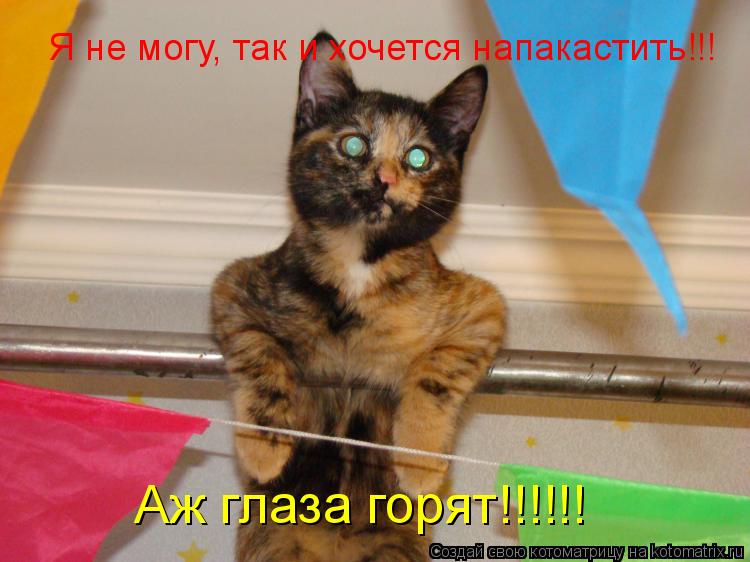 Котоматрица: Я не могу, так и хочется напакастить!!! Аж глаза горят!!!!!!