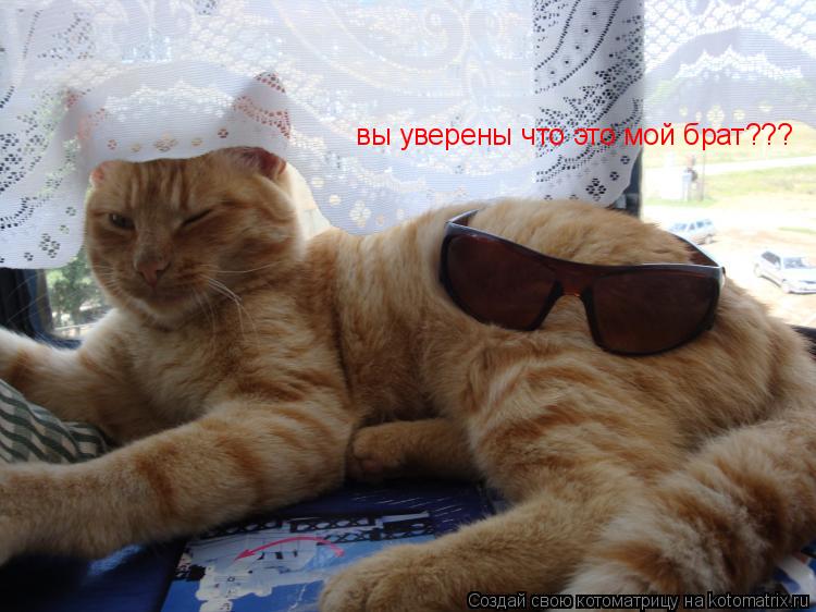 Котоматрица: вы уверены что это мой брат???