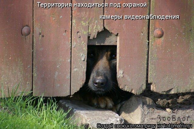Котоматрица: Территория находиться под охраной камеры видеонаблюдения