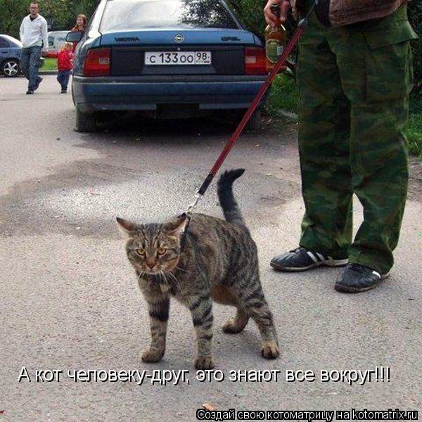 Котоматрица: А кот человеку-друг, это знают все вокруг!!!