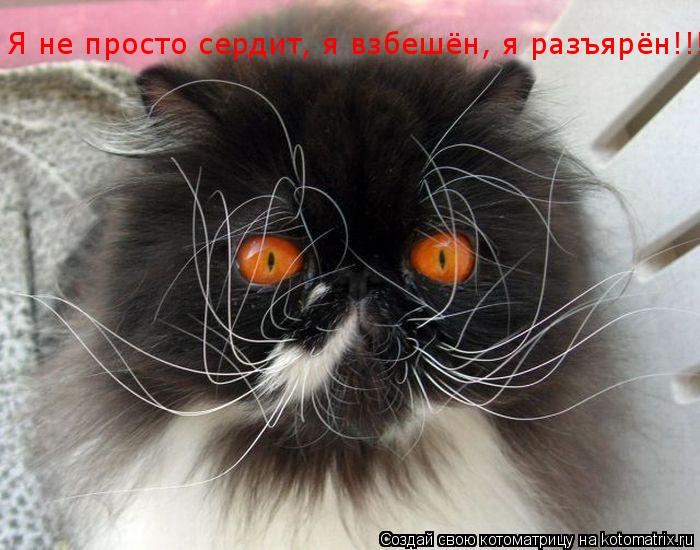 Котоматрица: Я не просто сердит, я взбешён, я разъярён!!!!