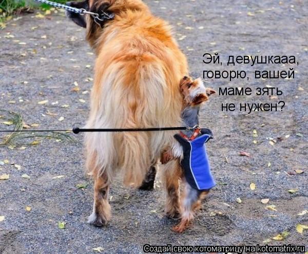 Котоматрица: Эй, девушкааа,  говорю, вашей маме зять не нужен?