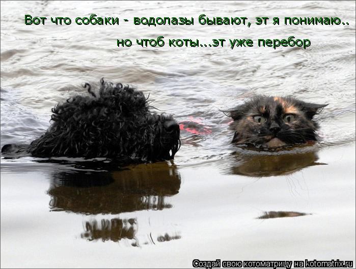 Котоматрица: Вот что собаки - водолазы бывают, эт я понимаю.. но чтоб коты...эт уже перебор