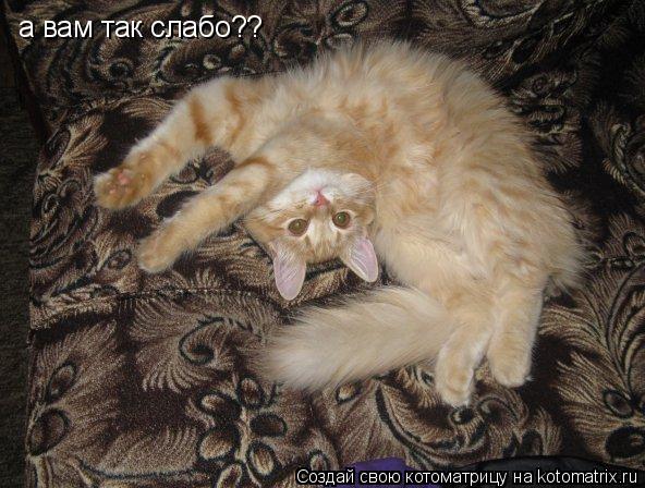 Котоматрица: а вам так слабо??
