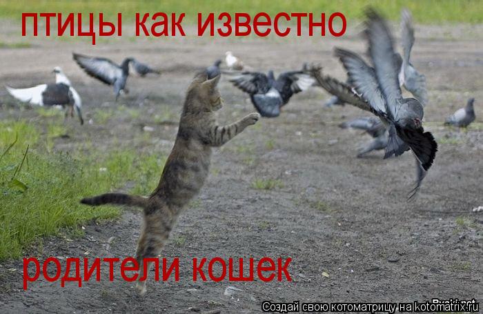 Котоматрица: птицы как известно родители кошек