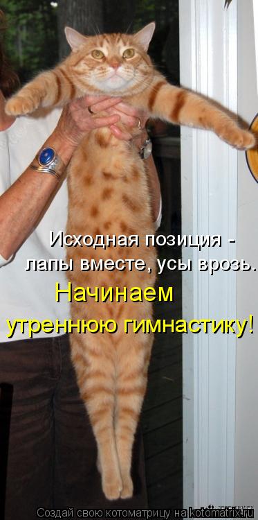 Котоматрица: Исходная позиция -  лапы вместе, усы врозь. Начинаем утреннюю гимнастику!