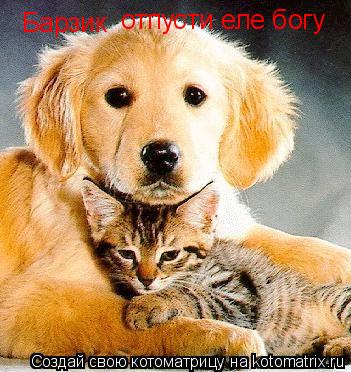 Котоматрица: Барзик  отпусти еле богу