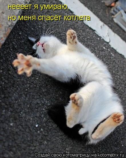 Котоматрица: неееет я умираю, но меня спасёт котлета