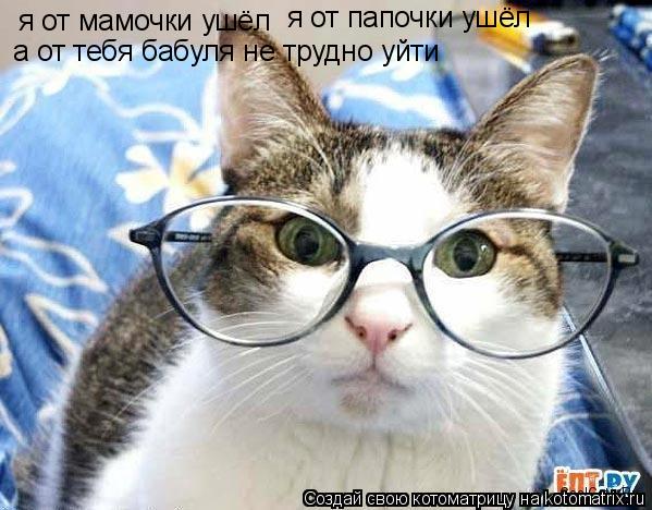 Котоматрица: я от мамочки ушёл я от папочки ушёл а от тебя бабуля не трудно уйти