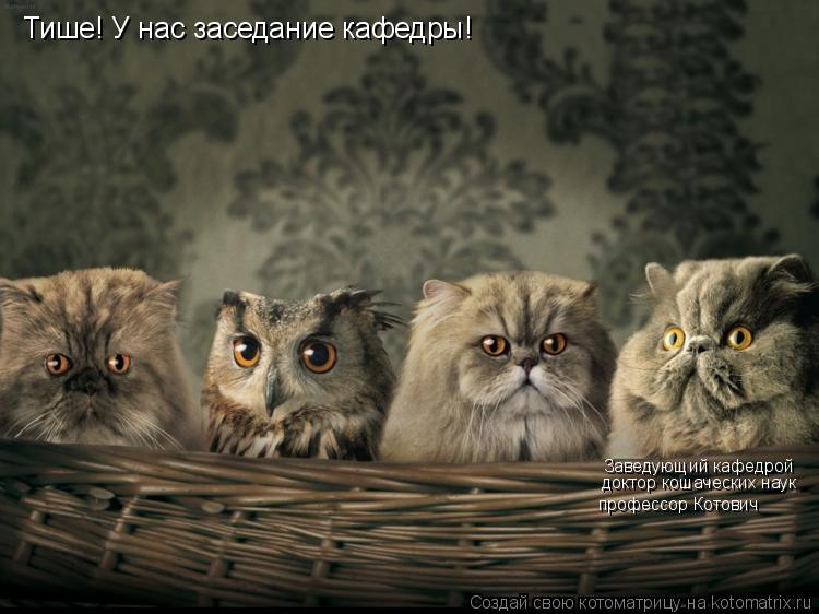 Котоматрица: Тише! У нас заседание кафедры! Заведующий кафедрой доктор кошаческих наук  профессор Котович