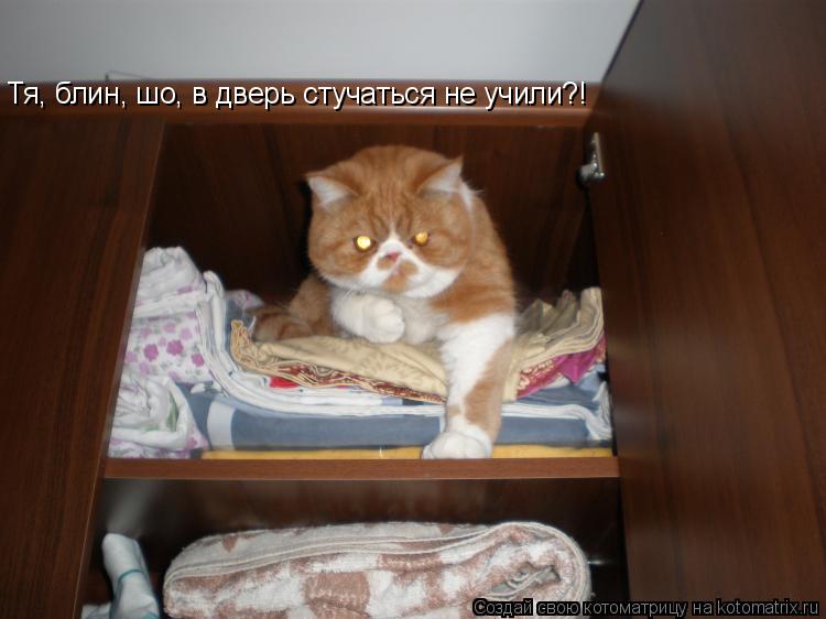 Котоматрица: Тя, блин, шо, в дверь стучаться не учили?!