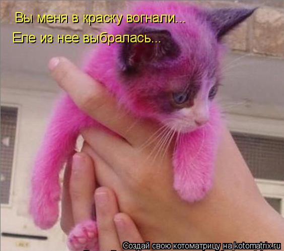 Котоматрица: Вы меня в краску вогнали... Еле из нее выбралась...