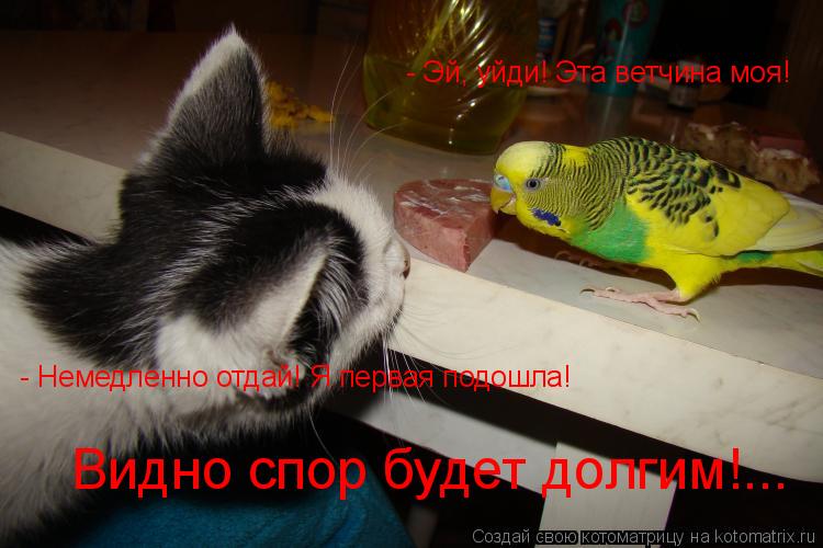 Котоматрица: - Эй, уйди! Эта ветчина моя! - Немедленно отдай! Я первая подошла! Видно спор будет долгим!...