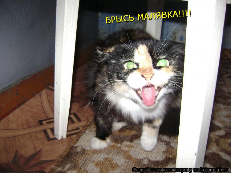 Котоматрица: БРЫСЬ МАЛЯВКА!!!!