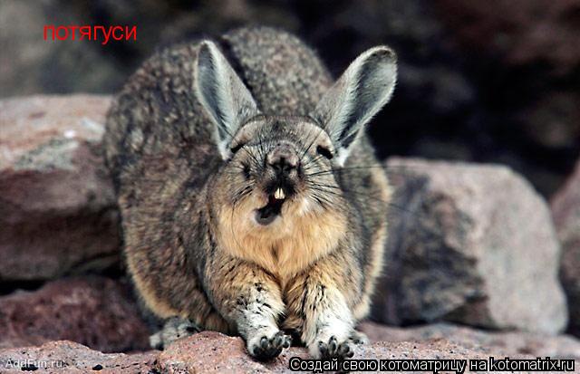 Котоматрица: потягуси