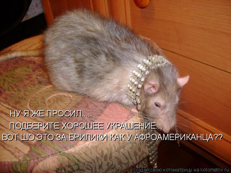 Котоматрица: НУ Я ЖЕ ПРОСИЛ..... ПОДБЕРИТЕ ХОРОШЕЕ УКРАШЕНИЕ... ВОТ ШО ЭТО ЗА БРИЛИКИ КАК У АФРОАМЕРИКАНЦА??
