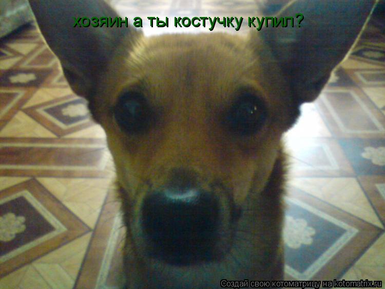 Котоматрица: хозяин а ты костучку купил?