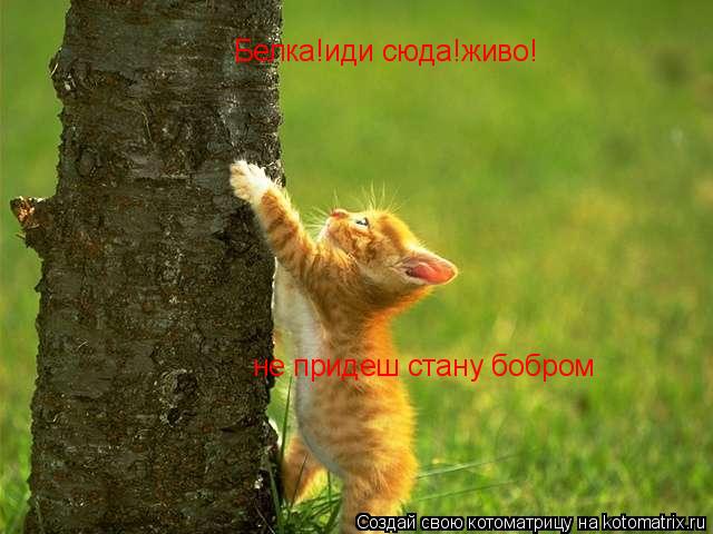 Котоматрица: Белка!иди сюда!живо! не придеш стану бобром