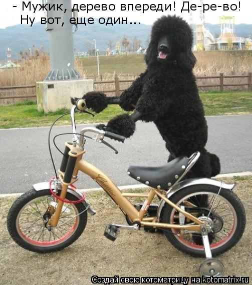 - Мужик, дерево впереди! Де-ре-во! Ну вот, еще один...... Котоматрица: - Мужик, дерево впереди! Де-ре-во! Ну вот, еще один...