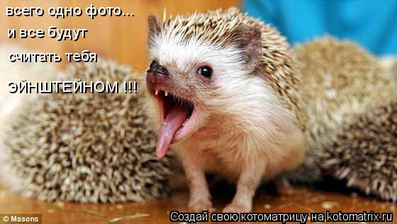 Котоматрица: всего одно фото... и все будут считать тебя ЭЙНШТЕЙНОМ !!!
