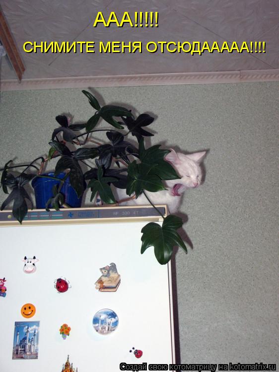 Котоматрица: ААА!!!!! СНИМИТЕ МЕНЯ ОТСЮДААААА!!!!