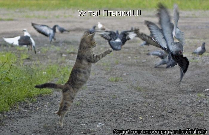 Ух ты! Птычки!!!!!... Котоматрица: Ух ты! Птычки!!!!!