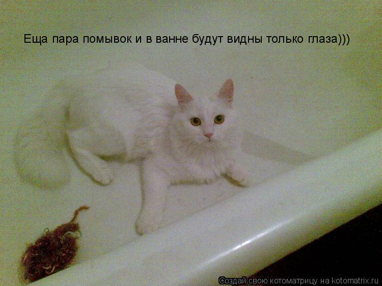 Котоматрица: Еща пара помывок и в ванне будут видны только глаза)))