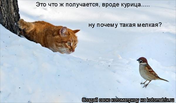 Котоматрица: Это что ж получается, вроде курица..... ну почему такая мелкая?