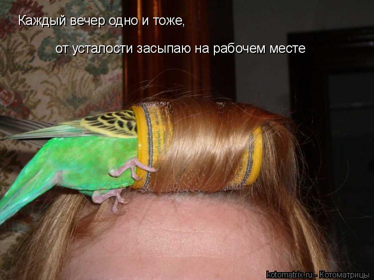 Каждый вечер одно и тоже, от усталости засыпаю на рабочем месте... Котоматрица: Каждый вечер одно и тоже, от усталости засыпаю на рабочем месте