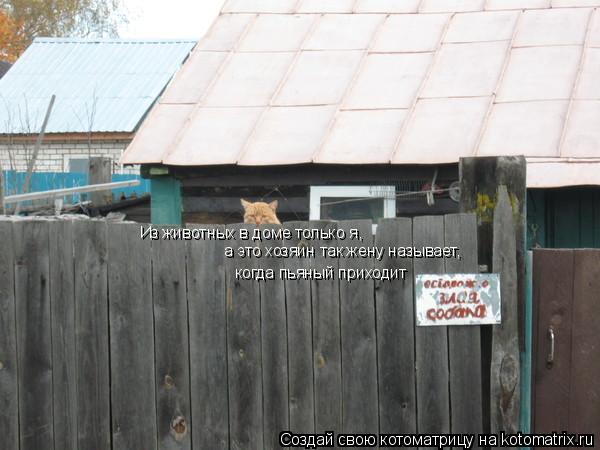 Котоматрица: Из животных в доме только я, а это хозяин так жену называет, когда пьяный приходит