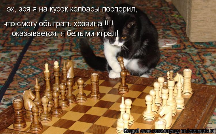Котоматрица: эх, зря я на кусок колбасы поспорил,  что смогу обыграть хозяина!!!!! оказывается, я белыми играл!