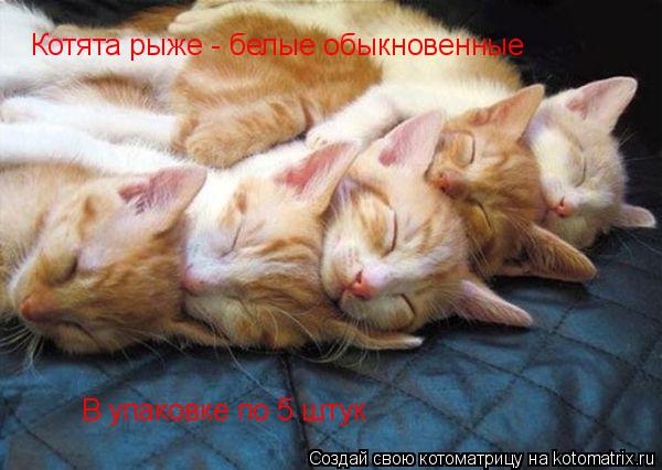 Котоматрица: Котята рыже - белые обыкновенные В упаковке по 5 штук