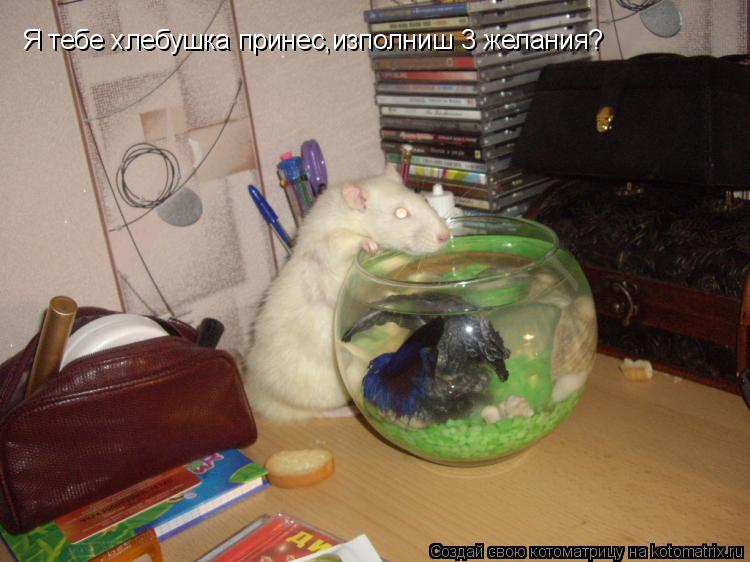 Котоматрица: Я тебе хлебушка принес,изполниш 3 желания?