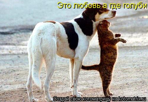 Котоматрица: Это любовь а где голуби